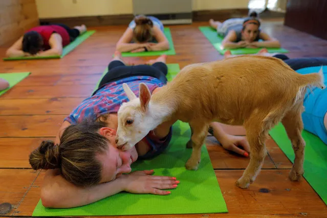 A goat licks Julia Lewis during a yoga class at Jenness Farm in Nottingham, New Hampshire, U.S. on May 18, 2017. Eight people dressed in bright-colored athletic tops and soft pants sat on foam mats and stretched until five tiny Nigerian Dwarf goats, the size of small dogs, pranced into the studio and their goat yoga class began. (Photo by Brian Snyder/Reuters)