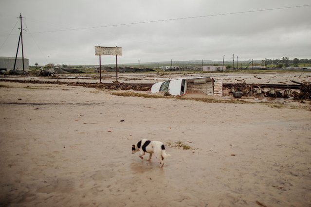 A dog walks by a car damaged by the recent floods in Riverlands, in the Swartland district, on August 8, 2024. Two Swartland dams burst their banks on August 8, 2024 causing severe floods in the area. (Photo by Gianluigi Guercia/AFP Photo)