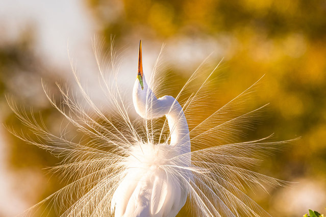 A great egret's lace-like plumage displayed during a breeding dance, in golden afternoon light in Florida. (Photo by Troy Harrison/Getty Images)