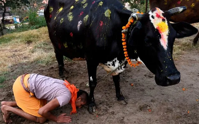 A Hindu devotee worships a cow – regarded as an incarnation of the Hindu Goddess of prosperity Laxmi – during Tihar, the festival of lights that is celebrated at the same time as Diwali, in Kathmandu on October 28, 2019. Hindus across the country worship cows on the third day of the Tihar festival which commemorates the time when Hindu god Lord Rama achieved victory over Ravana and returned to his kingdom after 14 years in exile. (Photo by Prakash Mathema/AFP Photo)