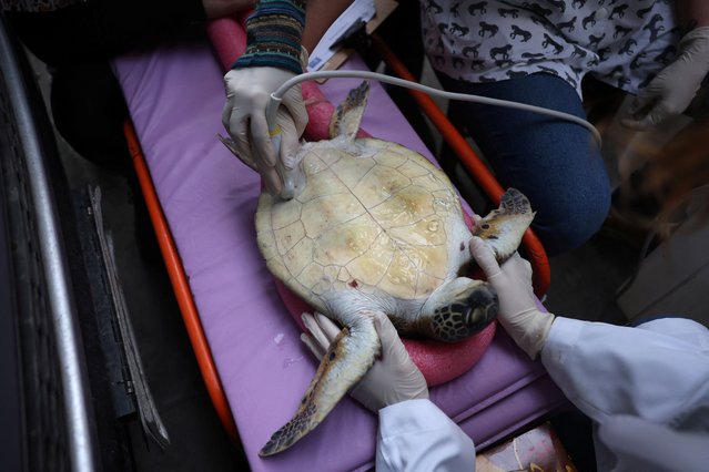 Workers perform an ultrasound on a Green Sea turtle as part of a research to monitor turtles' health, weight and pollution level, by Universidade Federal Fluminense (UFF), in the Guanabara Bay in Rio de Janeiro, Brazil on August 27, 2024. (Photo by Pilar Olivares/Reuters)