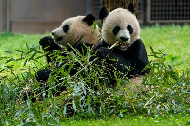 Giant panda's eat bamboo at the Smithsonian's National Zoo, Wednesday, May 4, 2022, in Washington. (Photo by Jacquelyn Martin/AP Photo)