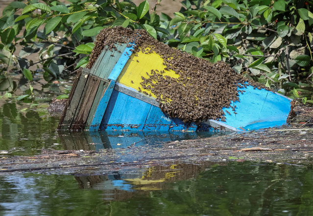 A hive with bees is seen in a water in a flooded area after the Nova Kakhovka dam breached, amid Russia's attack on Ukraine, in the village of Sadove in Kherson region, Ukraine on June 8, 2023. (Photo by Ivan Antypenko/Reuters)