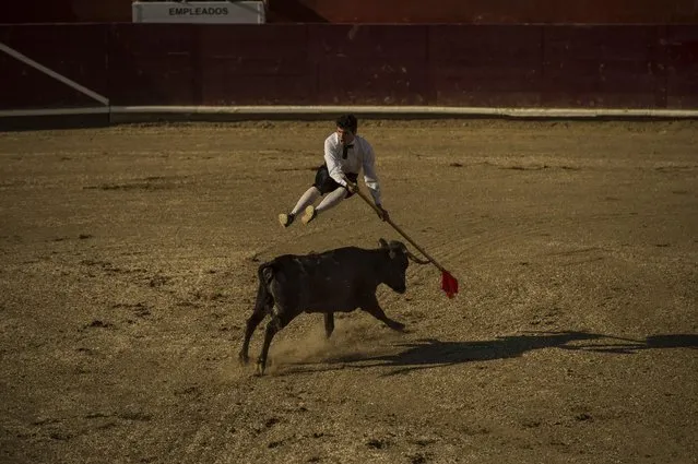 A man jumps over a cow during a “Corrida Goyesca” in Estella, northern Spain, Tuesday, August 4, 2015. (Photo by Alvaro Barrientos/AP Photo)