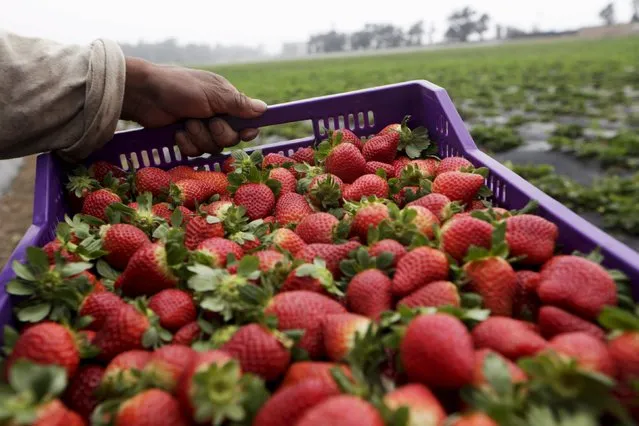 Farmworker carries a box of strawberries at a farm in Huacho on the outskirts of Lima, Peru, August 5, 2015. (Photo by Mariana Bazo/Reuters)