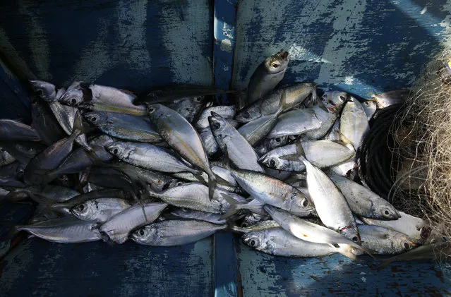 Freshly caught fish from the sea are pictured inside a banca boat of a local fisherman in Ulong, Marinduque, in central Philippines March 23, 2016. (Photo by Erik De Castro/Reuters)