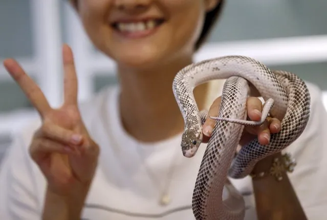 A customer holds a snake as she poses for a photo at the Tokyo Snake Center, a snake cafe, in Tokyo's Harajuku shopping district  August 14, 2015. (Photo by Toru Hanai/Reuters)