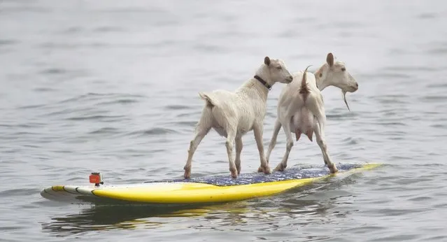 Goat herder Dana McGregor's goats Pismo, left, and Goatee surf at San Onofre State Beach, Calif., on July 11, 2012