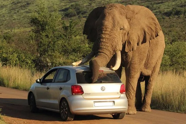 Two terrified occupants of a Volkswagen Polo found themselves in the wrong place at the wrong time as the giant animal stooped down to rub itself against the vehicle's roof and bonnet. The incredible scene was captured by field guide and lodge manager Armand Grobler, 21, at Pilanesburg National Park in South Africa. (Photo by Armand Grobler/Barcroft Media)