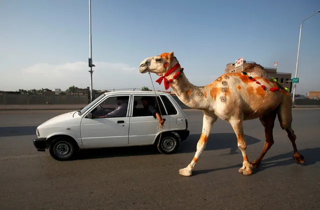 Men lead a recently-purchased camel by a car, ahead of the Eid al-Adha festival in Peshawar, Pakistan August 27, 2017. (Photo by Fayaz Aziz/Reuters)