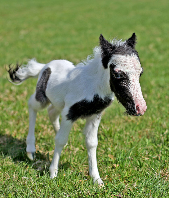 The World’s Smallest Horse by  named Einstein