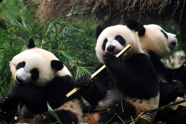 Giant panda triplets Mengmeng, Shuaishuai and Kuku eat bamboo at Chimelong Safari Park on July 14, 2016 in Guangzhou, China.  The world's only surviving panda triplets, who were born on July 29, 2014 in Guangzhou, have been weaned from milk and got the ability for independent living. The zoo disclosed the triplets have started depending on bamboo as their major food, a new stage in their life. (Photo by Feature China/Barcroft Images)