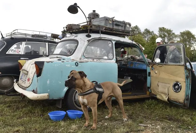 A dog stands guard nearby a Trabant car used as replacement spare source as fans of the East German Trabant car gather for their 7th annual get-together on August 23, 2014 in Zwickau, Germany. Hundreds of Trabant enthusiasts arrived to spend the weekend admiring each others cars, trading stories and enjoying activities. The Trabant, dinky and small by modern standards, was the iconic car produced in former communist East Germany and today has a strong cult following. (Photo by Matthias Rietschel/Getty Images)