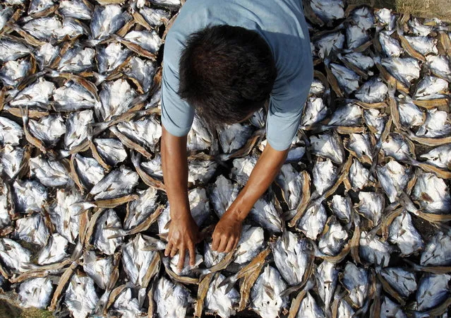 Toto Tiongco, a fishmonger, dries his daily catch of herring locally known tambang before selling the fish at a wet market in Manila February 2, 2012. Tiongco said herrings are sold at around 100 pesos ($2.32) per kilo. (Photo by Romeo Ranoco/Reuters)