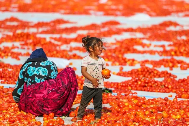 A woman spreads out the sliced tomatoes to dry while her child explores nearby in Izmir, Turkey, July 28, 2022. Tomatoes, collected by seasonal workers, are loaded onto trucks and tractors and transported to the processing fields, where massive white plastics are laid on the ground. Tomatoes are dried by keeping them under the sun for 1 week in sulfurous or salty form. (Photo by Halil Fidan/Anadolu Agency via Getty Images)