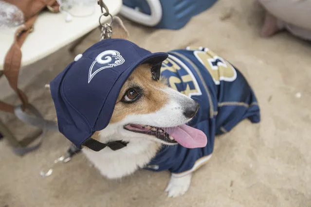 A corgi dog dressed in Los Angels Rams pet gear participates in a fashion show at NFL Corgi Beach Day, Saturday, October 28, 2017 in Huntington Beach, Calif. (Photo by Jeff Lewis/AP Images for NFL)