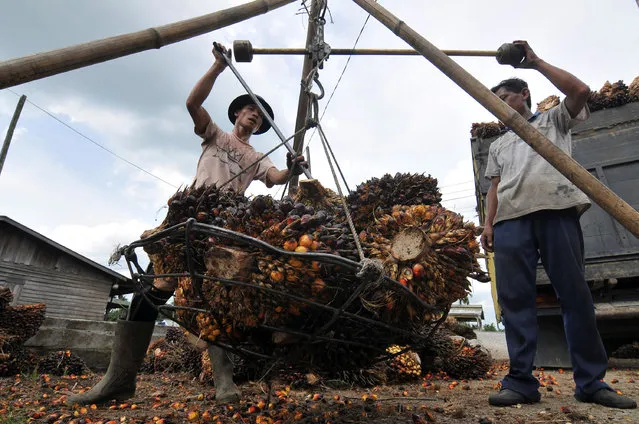 Workers weigh palm fruit in West Tanjung Jabung, Jambi province, Sumatra, Indonesia, in this June 26, 2016 photo taken by Antara Foto. (Photo by Wahdi Septiawan/Reuters/Antara Foto)