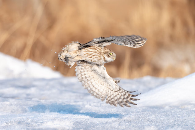 The owl, also known as Athene noctua, flies after a snowfall on March 6, 2025 in Daqing, Heilongjiang Province of China. (Photo by Chi Shiyong/VCG via Getty Images)