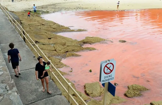 People walk past a red algae bloom discolouring the water at Sydney's Clovelly Beach on November 27, 2012, which closed some beaches for swimming including Bondi Beach for a period of time.  While the red algae, known as Noctiluca scintillans or sea sparkle, has no toxic effects, people are still advised to avoid swimming in areas with discoloured water because the algae, which can be high in ammonia, can cause skin irritation. (Photo by William West/AFP Photo)