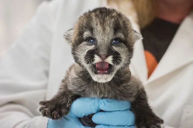 In a Monday, September 21, 2015 photo provided by the Oregon Zoo, a female cougar cub, one of three 10-day-old rescued cubs, gets a checkup at the Oregon Zoo in Portland, Ore. The cubs, discovered in Washington State by Fish and Wildlife officials recently, arrived in Portland Sept. 18, weighing just a pound and a half each. (Photo by Kathleen C. Street/Oregon Zoo via AP Photo)