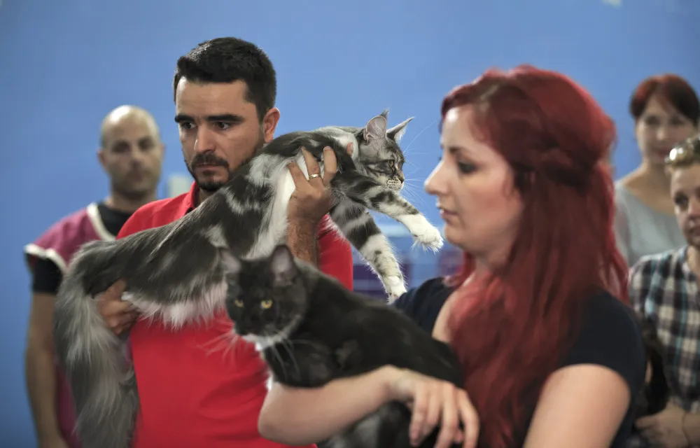 International Cat Show in Romania