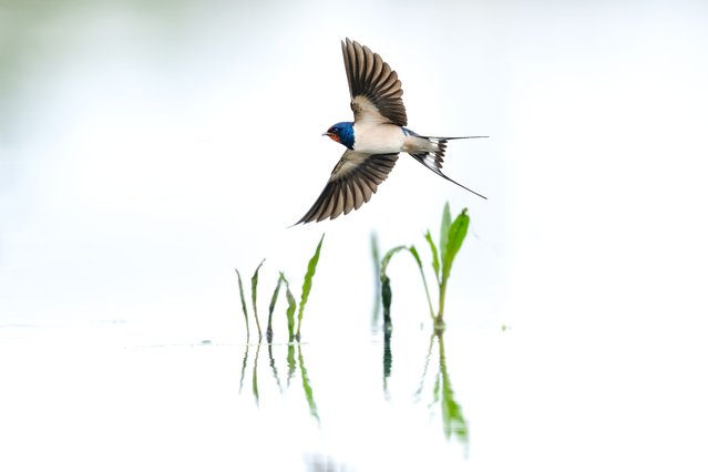 A swallow (Hirundinidae) is seen flying to hunt in wetlands on April 04, 2025 in Bursa, Turkiye. Swallows, which can live anywhere in the world except the poles and weigh an average of 15 grams, migrate northward from the Arabian Peninsula to their breeding grounds every year in spring. Feeding on small insects such as flies and mosquitoes, the swallows prefer wetlands and marshes to take a break during migration. Flocks of swallows, which fly almost non-stop all day long and feed on both flying flies and their newly emerged larvae above the water, can hunt hundreds of thousands of insects every day. (Photo by Alper Tuydes /Anadolu via Getty Images)