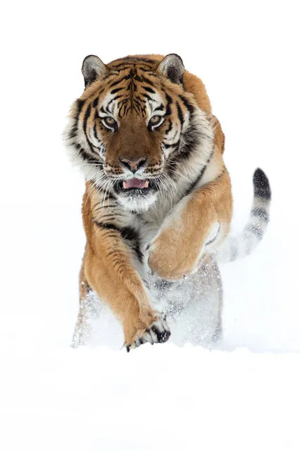 “Siberian”. A trained Siberian Tiger runs straight at me on a cold January day. His large paws carry his impressive body through the snow with incredible ease. He is looking at me. I am lying down in the snow to get a low angle. Although I know he is trained, my heart is pounding at the sight of this amazing predator closing in. Photo location: Bozeman, Montana, USA. (Photo and caption by Michel Zoghzoghi/National Geographic Photo Contest)