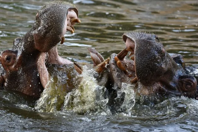 Two hippos play in a zoo in Madrid, Spain on August 31, 2016. (Photo by Jorge Sanz/Barcroft Images)