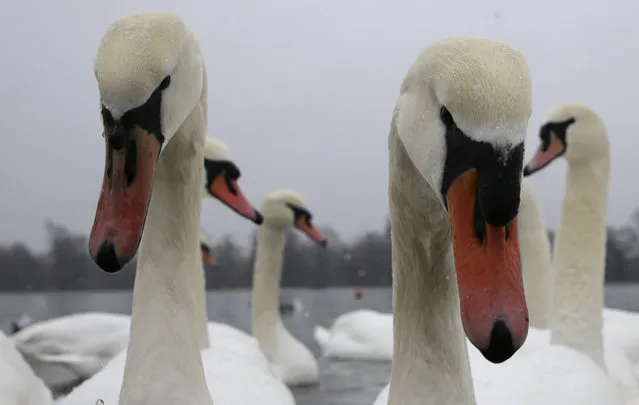 Mute swans gather near the footpath as they look for food from tourists on the Round Pond in Kensington Gardens in London as snow falls, Sunday, December 10, 2017. (Photo by Alastair Grant/AP Photo)