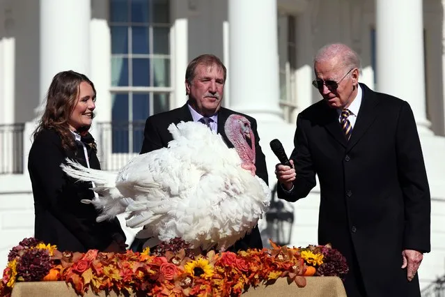 U.S. President Joe Biden pardons Chocolate, the National Thanksgiving Turkey, as he is joined by the 2022 National Turkey Federation Chairman Ronnie Parker (C) on the South Lawn of the White House November 21, 2022 in Washington, DC. Chocolate, and the alternate, Chip, were raised at Circle S. Ranch, outside of Charlotte, North Carolina, and will reside on the campus of North Carolina State University following today's ceremony. (Photo by Win McNamee/Getty Images)