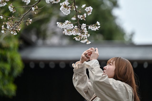 A young woman takes a photo of cherry blossoms during a visit to Yasukuni Shrine as the blossom viewing season begins in full in central Tokyo on March 31, 2025. (Photo by Richard A. Brooks/AFP Photo)