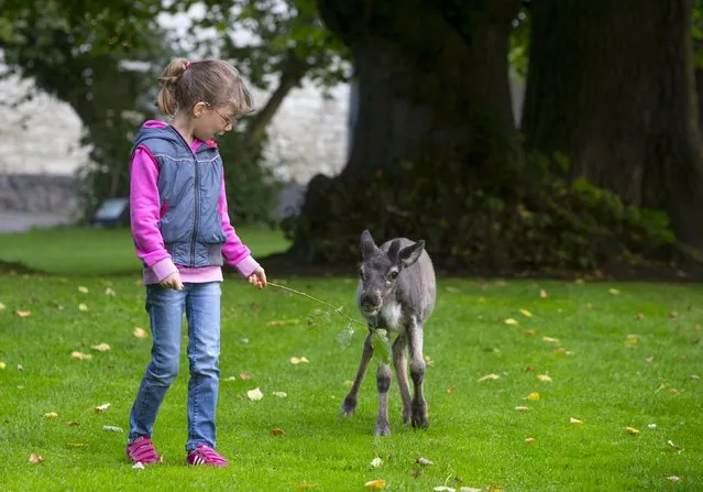 Belgian girl Lola, 6, walks next to Bob, a four-month-old moose, at the Pairi Daiza wildlife park in Brugelette, September 6, 2015. (Photo by Yves Herman/Reuters)