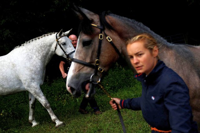 People bring their Irish draught horses in and out of the parade ring during competition at an agricultural show, in Athenry, Ireland, on May 25, 2025. (Photo by Clodagh Kilcoyne/Reuters)