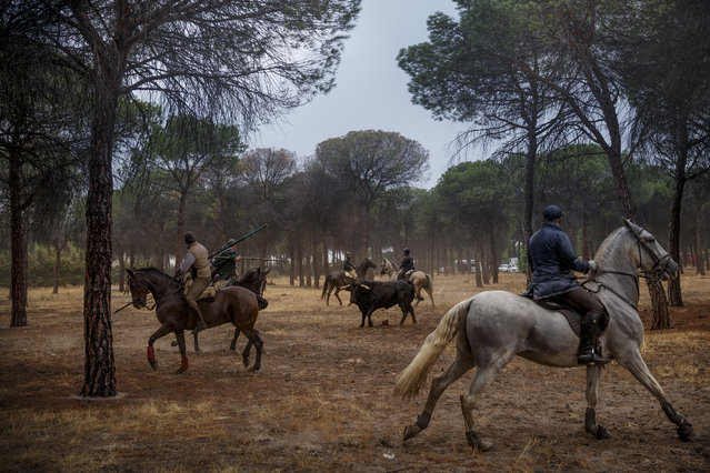 Men on horseback ride trough a pine tree forest chased by a a brave bull in Tordesillas, Spain, Tuesday, September 13, 2016 . Men on horseback and on foot traditionally have chased the bull and speared it in front of thousands of onlookers in what became known as one of Spain's goriest spectacles, but amid increasing protests by animal rights activists the regional government last year banned the killing of bulls at town festivals, though traditional bullfights were not affected. (Photo by Daniel Ochoa de Olza/AP Photo)