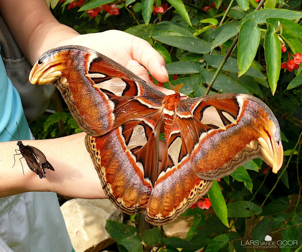 The Atlas Moth (Attacus Atlas)