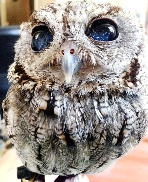 The Blind Owl With Stars Eyes