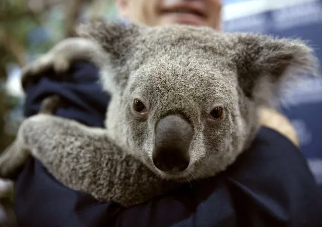 Jimbelung, a two-year-old koala, is held in the media center at the G20 Summit in Brisbane November 16, 2014. Jimbelung and another koala became famous after being held by world leaders, including U.S. President Barack Obama and Russian President Vladimir Putin, at the summit on Saturday. (Photo by Kevin Lamarque/Reuters)