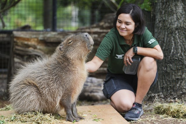 Keeper Poppy Jewell strokes a Capybara as it is weighed, as keepers at London Zoo record animals' vital statistics at the annual weigh-in as a way of monitoring their health, development and even identifying pregnancies, in London, Tuesday, August 19, 2025. (Photo by Kirsty Wigglesworth/AP Photo)