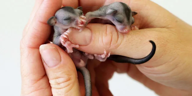 These tiny little sugar gliders are lucky to be alive after surviving a cat attack that killed their mother. Somehow the youngsters, who were just a few days old at the time, and the size of jellybeans, survived and were rushed to the Currumbin Wildlife Hospital in Queensland, Australia. (Photo by Adam Head/Newspix/REX Features)