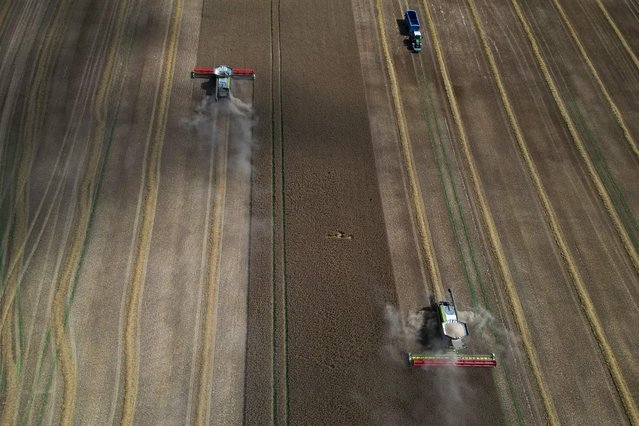 An aerial photograph shows a wheat harvest near Betteshanger, south-east England, on August 17, 2025. Excepionally dry weather has seen a reduced yeald in this seasons wheat harvest. (Photo by Ben Stansall/AFP Photo)