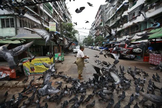 A woman feeds pigeons at Muslim area in Yangon. An ultra-nationalist Buddhist creed is becoming more visible in Myanmar's commercial capital, Yangon, after monks from the apartheid-like movement helped stoke a wave of anti-Muslim violence in the central heartlands. Many Muslims in the city say they are living in fear after dozens of members of their faith were killed in March by Buddhist mobs whipped up by monks from the “969” movement, a name that refers to attributes of the Buddha, his teachings and the monkhood. (Photo by Soe Zeya Tun/Reuters)