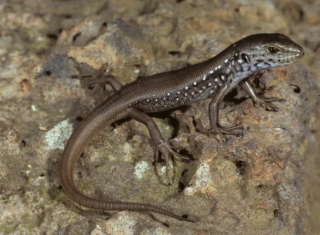 Mountain skink (Liopholis montana) in 2006 in Dargo High Plains in the Victorian alps, Australia. The hand-sized lizard lives in in the hilly regions that were badly hit by last summer’s bushfires. (Photo by Nick Clemann/The Guardian)