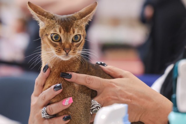 A cat is pictured during the World Cat Federation (WCF) cat show in Budapest, Hungary on September 28, 2025. (Photo by Xinhua News Agency/Rex Features/Shutterstock)