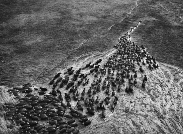 Salgado photographed these buffalo at Kafue National Park in Zambia from a balloon. “When you come with planes or helicopters you scatter the animals,” he says. “With a balloon you can come within two or three meters of an animal and even use a tripod, because it’s so quiet”. (Photo by Sebastião Salgado/Amazonas/Contact Press Images)