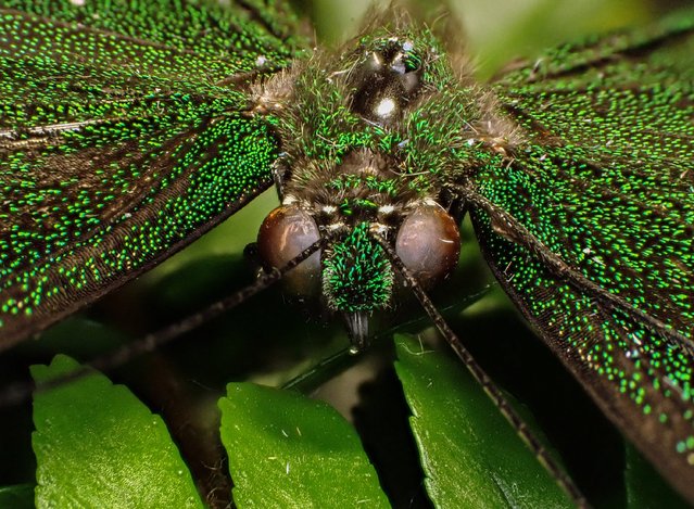 A closeup view of a butterfly's face is seen through macro lens in Tropical Butterfly Garden in Konya, Turkiye on July 09, 2025. (Photo by Serhat Cetinkaya/Anadolu via Getty Images)