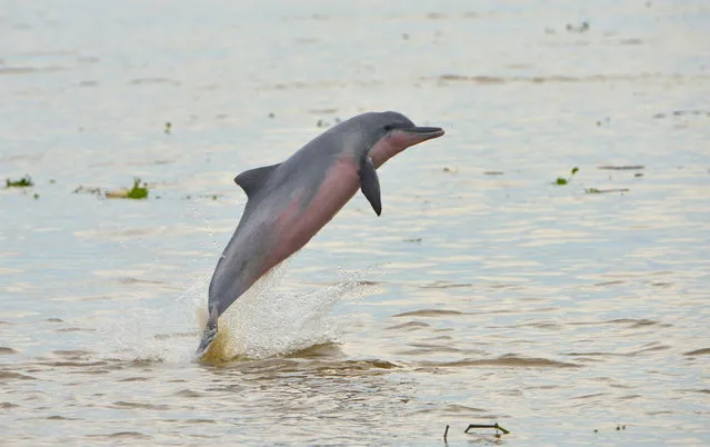 Undated photo issued by the International Union for Conservation of Nature, showing Tucuxi (Sotalia fluviatilis) dolphin.  A report published Thursday December 10, 2020, by International Union for Conservation of Nature (IUCN),  highlights that all four known freshwater dolphin species including the tucuxi dolphin in the Amazon river system, are now threatened with extinction. (Photo by Fernando Trujillo/IUCN via AP Photo)