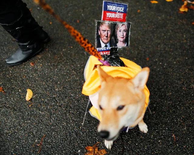 A dog dressed as Fox News channel with the pictures of Democratic U.S. presidential nominee Hillary Clinton (R) and Republican U.S. presidential nominee Donald Trump takes part in the annual halloween dog parade at Manhattan's Tompkins Square Park in New York, U.S. October 22, 2016. (Photo by Eduardo Munoz/Reuters)