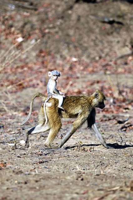 An extremely rare leucistic yellow baboon hitches a ride on its mother’s back back in South Luangwa National Park in Zambia in the last decade of October 2025. Leucistic baboons are almost unheard of, with only a handful of sightings confirmed in the wild. Their pale coats make them stand out to predators and vulnerable to social rejection. (Photo by Alexander Ley/Burkhard Ley/TwoPointO Media)