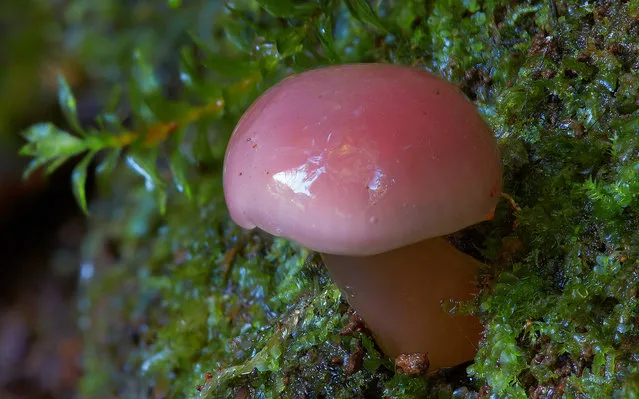 Pink Hygrocybe. Possibly Hygrocybe graminicolor. (Steve Axford)