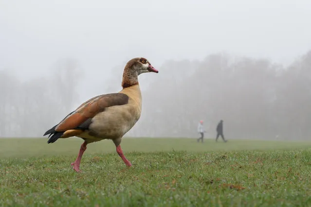 Foggy weather on Hampstead Heath in north London on Monday, December 28, 2020. (Photo by Matt Crossick/Empics via Getty Images)